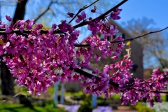 Image of a purple blossom on a tree at Woodburn