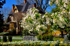 Image of one of the trees on the Woodburn property in bloom